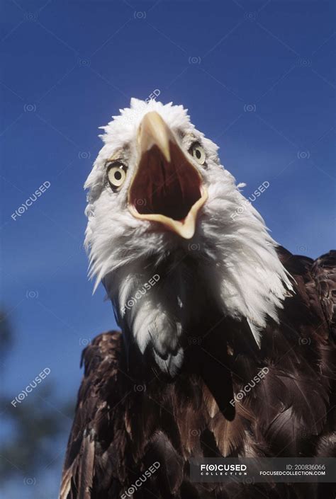 Eagle Beak Front