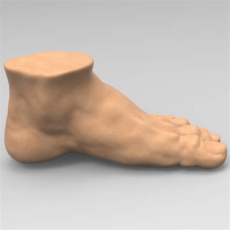 Foot 3D model - TurboSquid 1378356