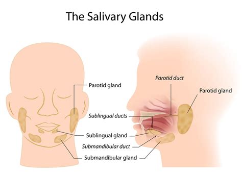 Salivary Glands - Definition, Function and Location | Biology Dictionary