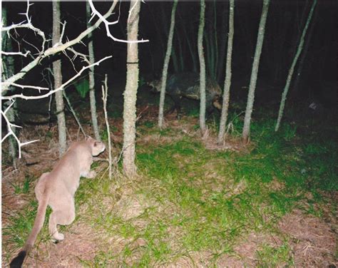 FL Panther hunting a feral pig at night caught on a 'game cam ...