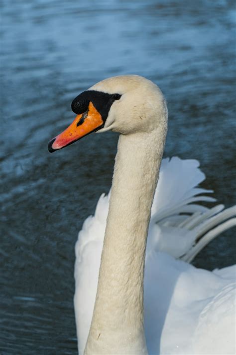 Male Swan Pictures | Download Free Images on Unsplash