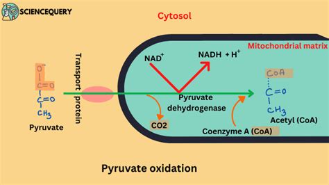 What is Pyruvate oxidation? - ScienceQuery