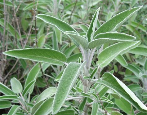 Growing Hermione's Garden: Salvia officinalis - Sage