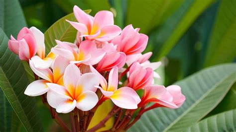 How to grow plumeria from cuttings: expert tips | Homes & Gardens