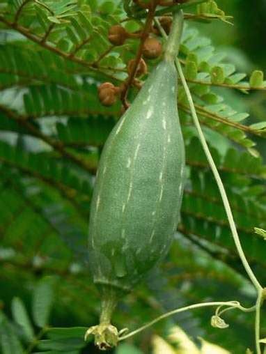 The Health Benefits of Luffa Vegetable