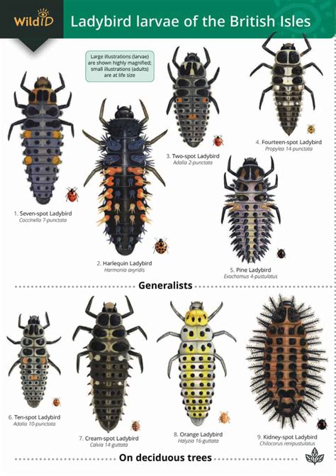 Ladybird larvae guide – Field Studies Council