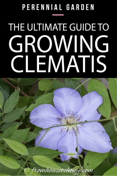 Clematis Vine Care: Planting, Growing and Pruning Tips - Gardener's Oasis