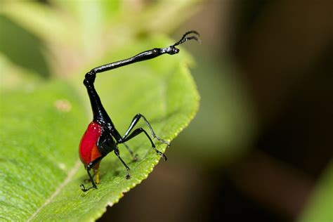 50 DESCOBERTAS E CURIOSIDADES INCRÍVEIS SOBRE OS INSETOS | Madagascar ...