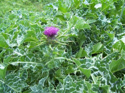 Milk Thistle (Silybum marianum) Identification Guide