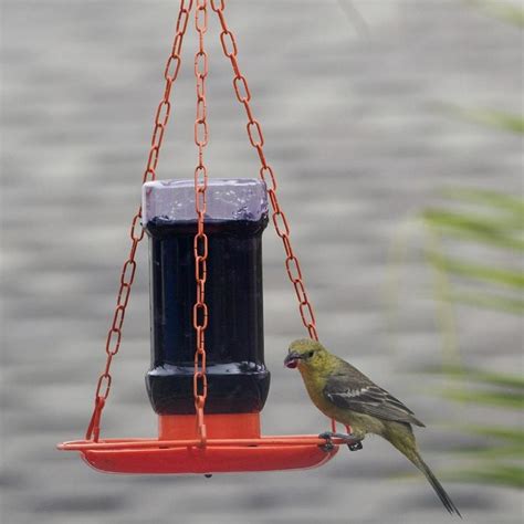 5 Best Oriole Feeders of 2024 - Birds and Blooms