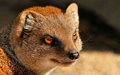 Mongoose, predator, red eyes wallpaper | animals | Wallpaper Better