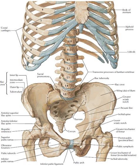 Human Skeleton - Skeletal System Function, Human Bones