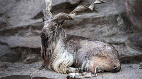 Markhor Population Rises in Pakistan – Startup Pakistan