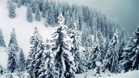 Winter Trees Background