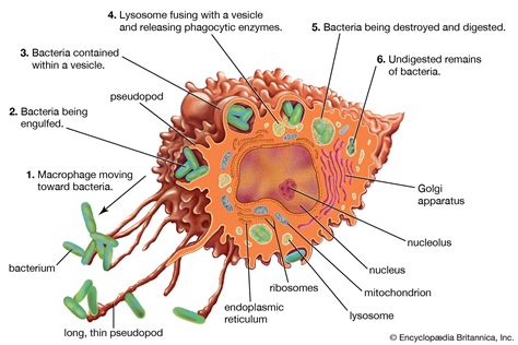 Mononuclear phagocyte system | Description, Cells, & Function | Britannica