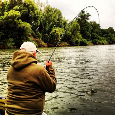 Sacramento River Fly Fishing 5-6 & 5-7-2013 – Feisty Fish Guide Service