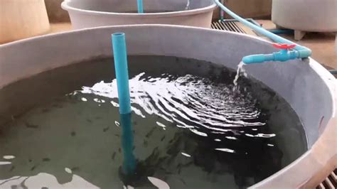 Catfish farming at home use water flow || Fish farming at home in water ...