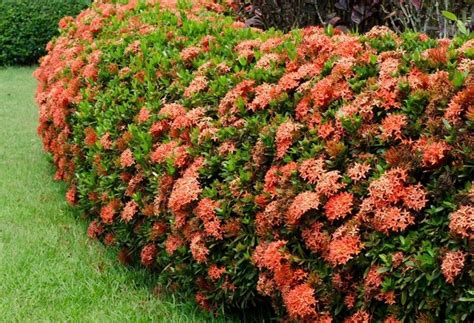 Multicolor Natural Ixora Plant, For Garden, Packaging Type: Bag at Rs ...