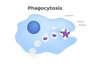 How Your Immune System Protects You From Infection – Part 2: Phagocytes ...