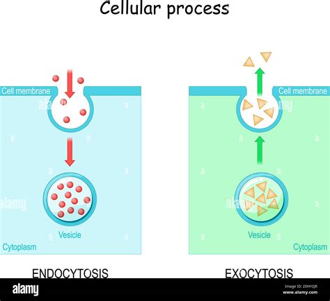 difference between exocytosis and endocytosis. The cell transports ...