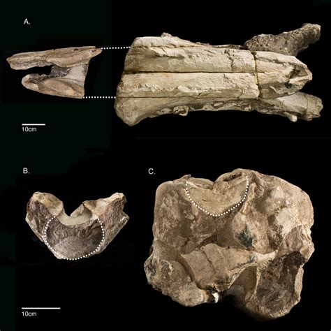 Suggested anatomical relationship between the isolated rostral fragment ...