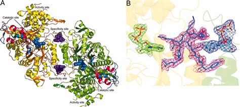 Structures of eukaryotic ribonucleotide reductase I provide insights ...