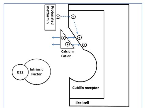 Metformin and Vitamin B12 Deficiency: Where Do We Stand? | Semantic Scholar