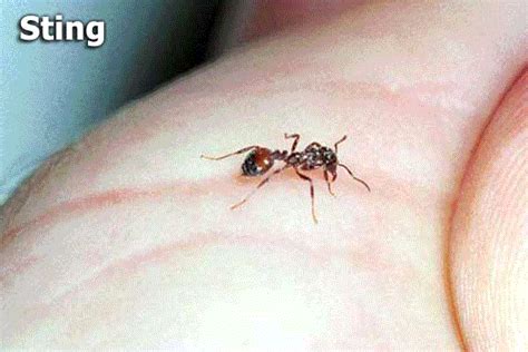 The Fire Ant Sting | Mississippi State University Extension Service