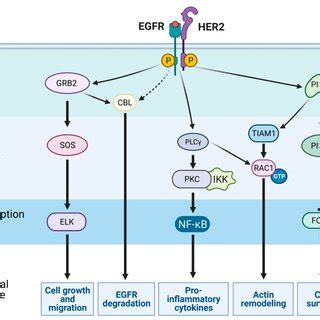 EGFR-mediated signaling pathways. Receptor tyrosine kinases (RTKs ...