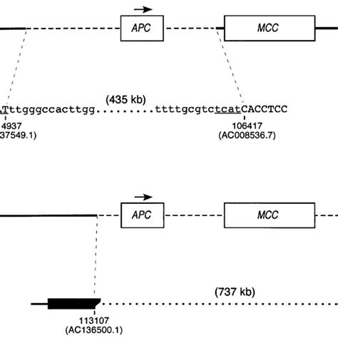 Gene dose mapping around the APC gene. A, schematic presentation of the ...