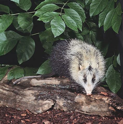 Moonrat | Endemic Southeast Asian Mammal | Britannica