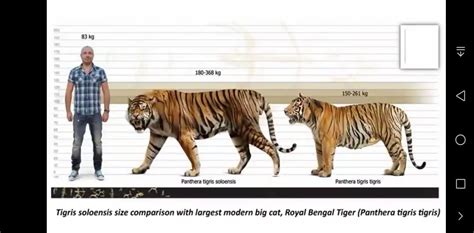 Pin by عراقي on tiger | Big cats, Panthera, Bengal tiger