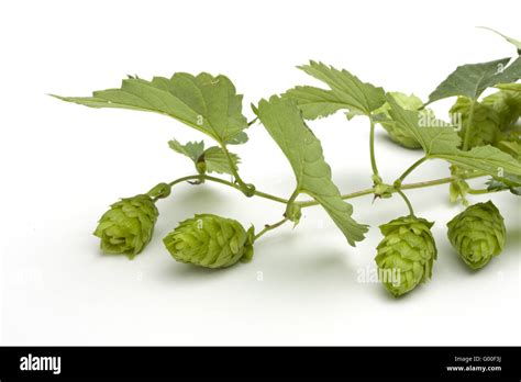 Hop farm bavaria hi-res stock photography and images - Alamy