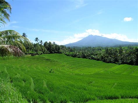 Pengertian sumber daya alam hayati dan contohnya