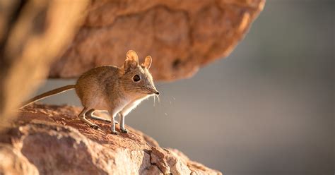 Researchers Document Elephant Shrew for First Time in 50 Years