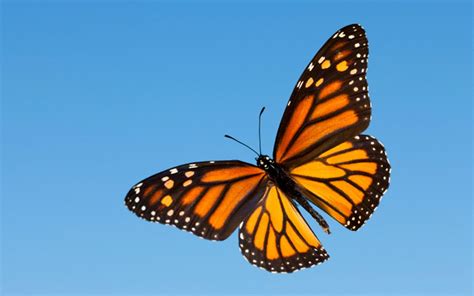 Monarch Butterfly Wallpapers - Wallpaper Cave