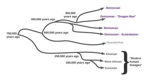 Human Evolution Tree Neanderthal