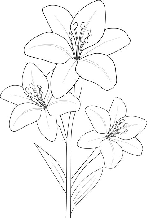 Lily flower drawing, vector sketch hand drew illustration artistic ...