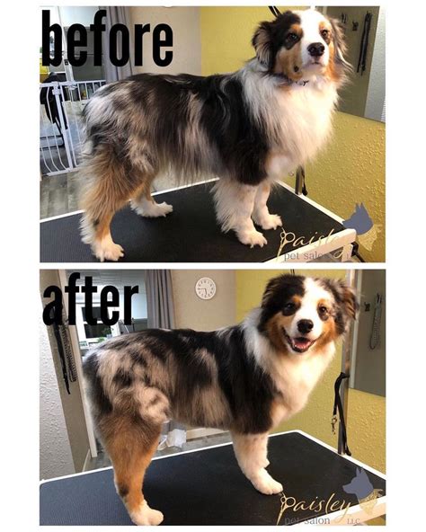 Tucker was so much fun not only to have in the salon but to groom as ...