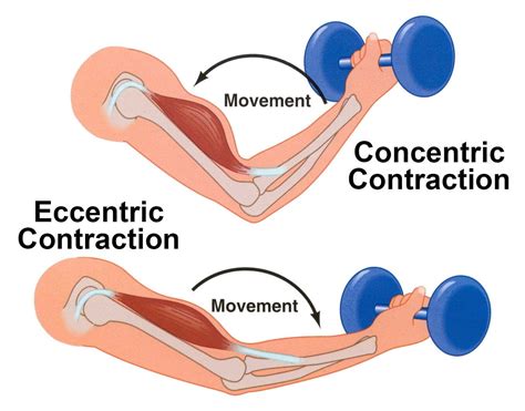 Eccentric Contraction