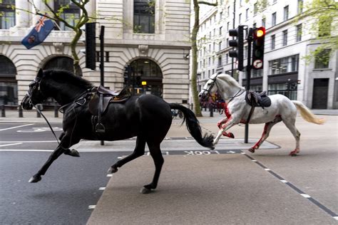 Household Cavalry horses who ran through streets of London should miss ...