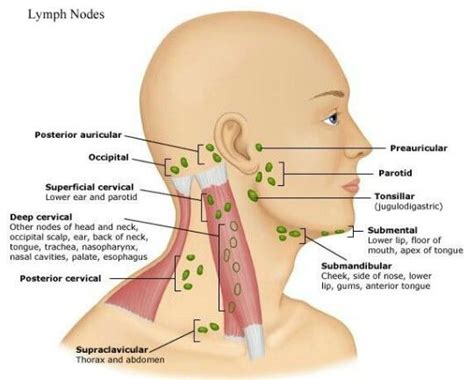 Lymph nodes of the neck | Lymph nodes, Lymph glands, Lymph massage