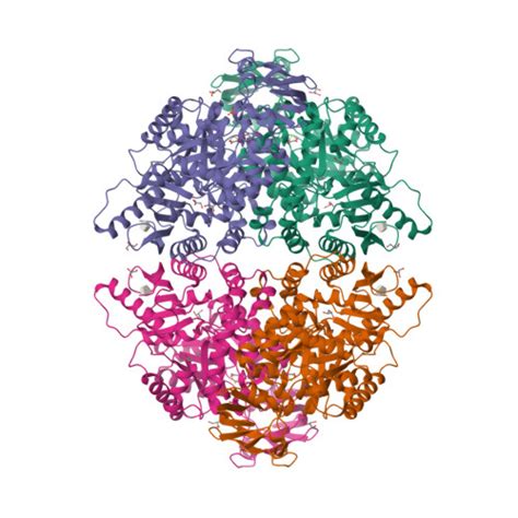 PDB 1T5A | Chain HUMAN PYRUVATE KINASE M2 | 1T5A_A | 3D Structure | Cancer