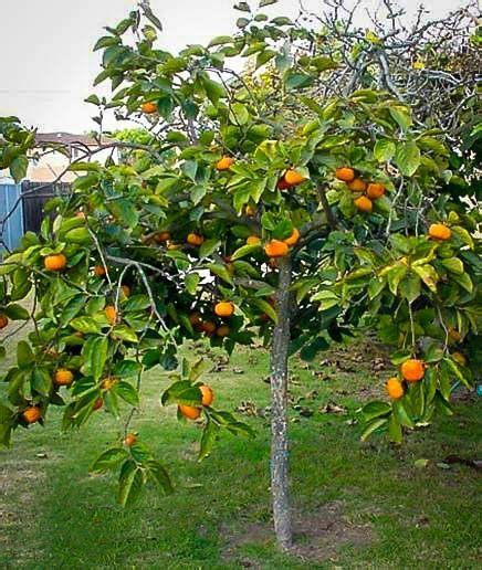 Persimmon Tree For Sale Online | The Tree Center