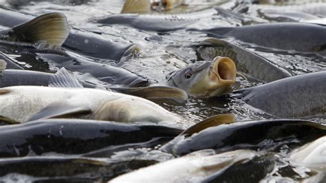 Sea lampreys: Strange parasite is taking over America