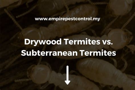 Subterranean vs. Drywood Termite: What's The Difference?