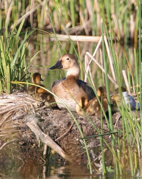 Free picture: canvasback, duck, nest