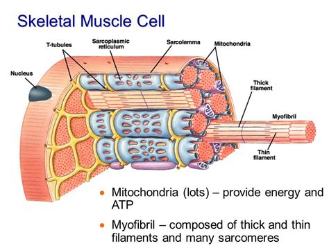 Muscle Cell | Definition, Anatomy, Types & Functions