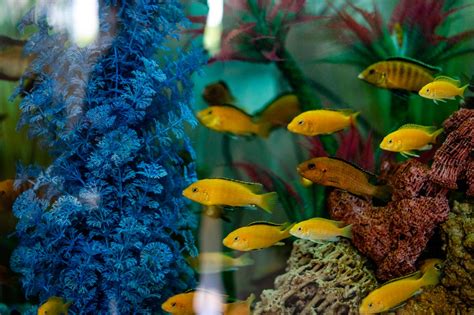 Yellow fishes in the aquarium - Free Stock Photo Download - 1935