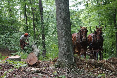 Rural Heritage — Horse Loggers Landing Page